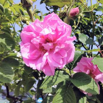 ばらのある暮らしの画像 by ふみちゃんさん | 小さな庭とバラ　ロサダマスケナとバラ カザンリクとばら バラ 薔薇とカザンリクとばらのある暮らしとバラ 鉢植えとばらが好きとバラ・オールドローズとバラに魅せられてとロザリアンとダマスクの香りとGSでバラ園と薔薇愛同盟とバラタニラン
